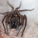Image for article titled Good News, Ghost Spiders Can Fly